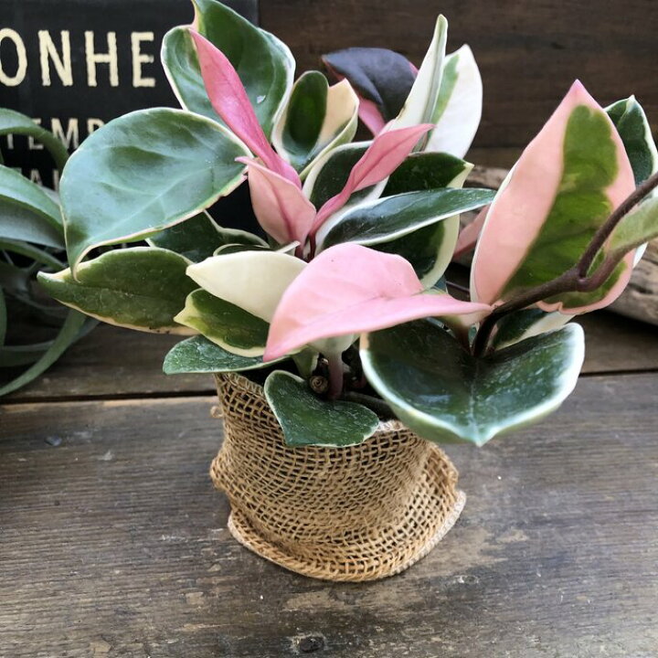 楽天市場】【リップカラー】☆ ピンクのホヤ 希少で高価 お得 観葉植物 
