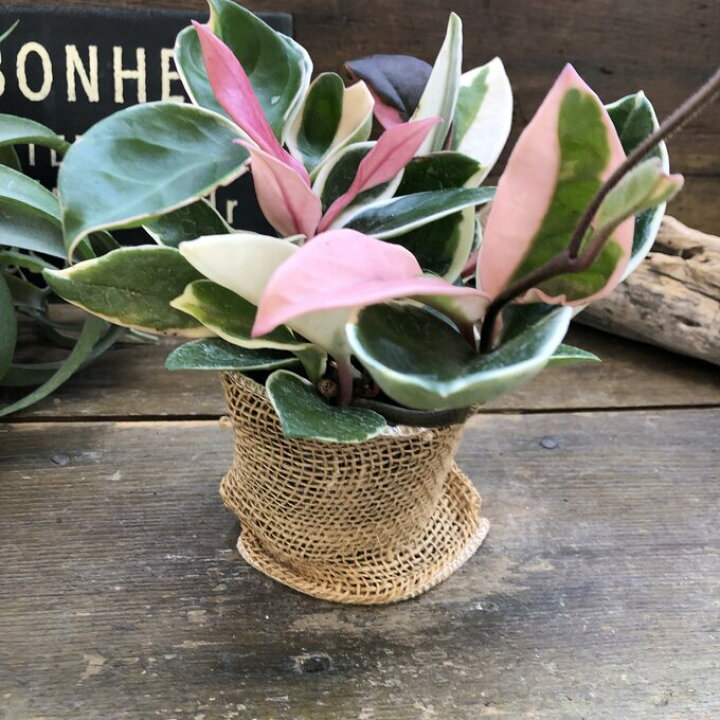 楽天市場 リップカラー ピンクのホヤ 希少で高価 お得 観葉植物 多肉植物 肉厚 多肉植物 インテリア 可愛い ミニサイズ ホヤ ガーデニング ミニサイズ パリジェンヌ 楽天市場 リップカラー ピンクのホヤ 希少で高価 お得 観葉植物 多肉植物 肉厚 多肉植物 インテリア 可愛い ミニサイズ ホヤ ガーデニング ミニサイズ パリジェンヌ