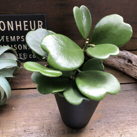 【ハートホヤ　4号】★ ハートの葉っぱ おしゃれ かわいい 多肉植物 観葉植物 インテリアグリーン デスクに プレゼント 贈り物に 送料無料