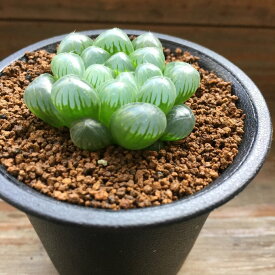 【オブツーサ黒鉢】★ 即完売 美しい 水晶 多肉植物 ハオルチア プレゼント 贈り物に