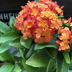 【サンタンカ】★ オレンジ 赤 サンダンカ 沖縄三大名花 刺繍のような美しい花 庭植え 送料無料