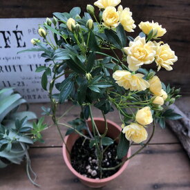 楽天市場 黄木香薔薇の通販