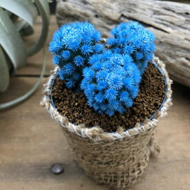 楽天市場 サボテン 観葉植物 花 観葉植物 花 ガーデン Diyの通販