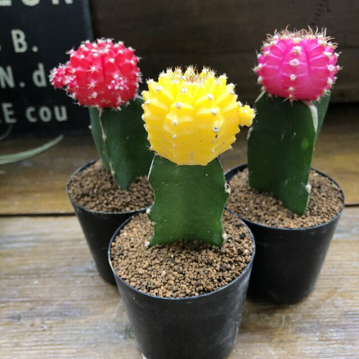 楽天市場 緋牡丹3色セット ヒボタン サボテン 接ぎ木 子株 多肉植物 かわいい おしゃれ カラフル ミニサイズ テーブルサイズ 観賞用 育てやすい 初心者向け お得 送料無料 パリジェンヌ