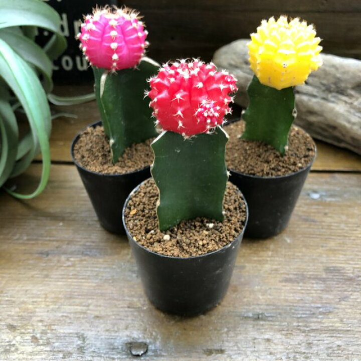 楽天市場 緋牡丹3色セット ヒボタン サボテン 接ぎ木 子株 多肉植物 かわいい おしゃれ カラフル ミニサイズ テーブルサイズ 観賞用 育てやすい 初心者向け お得 送料無料 パリジェンヌ