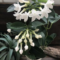 【マダガスカルジャスミン】大苗 可愛い花 純白の花 爽やかな芳香 つる性 ガーデニング プレゼント 送料…