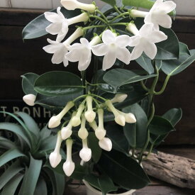 楽天市場 マダガスカルジャスミン 鉢の通販