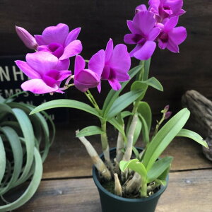 生花 デンファレ 農業資材 ガーデニング用品の人気商品 通販 価格比較 価格 Com 生花 デンファレ 農業資材 ガーデニング用品の人気商品 通販 価格比較 価格 Com