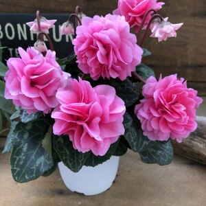 y[[X[Yz d炫VN Ԃǂ [[X[Y K[fjO 蕨 Mtg 