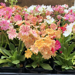 yEBVA 2Zbgz pXe Jt  Â悤ȗt RA A K[fjO 