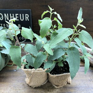 観葉植物 ハーブ 観葉植物の人気商品 通販 価格比較 価格 Com