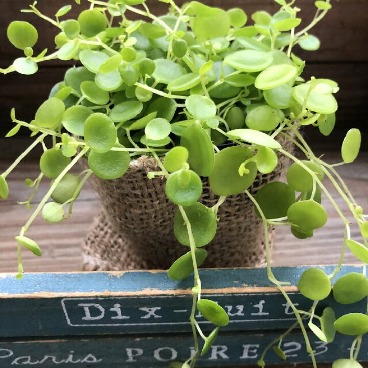 楽天市場 ジェミニ 希少 ペペロミア 観葉植物 パリジェンヌ