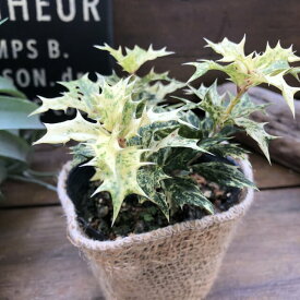 楽天市場 西洋ヒイラギ 花 観葉植物 花 ガーデン Diy の通販
