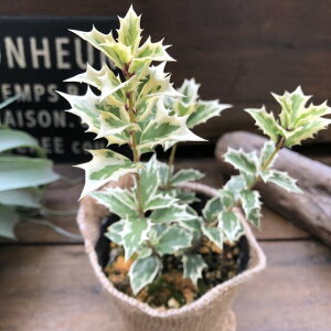 観葉植物 リトープス 農業資材 ガーデニング用品の人気商品 通販 価格比較 価格 Com