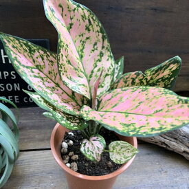 楽天市場 アグラオネマ 花 観葉植物 花 ガーデン Diy の通販