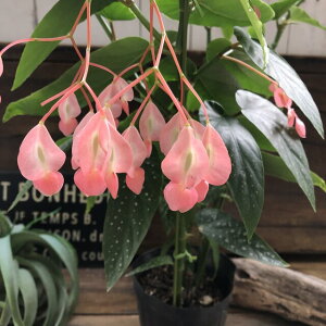 花 ベゴニア 生花の人気商品 通販 価格比較 価格 Com 花 ベゴニア 生花の人気商品 通販 価格比較 価格 Com