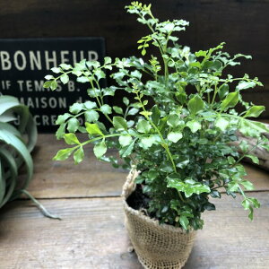 yV}glRz lC ₩ȗt V{c[  vňĂ₷  Ƒ^ ϗtA 