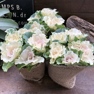 yxCr[`[z tO ZbVA t̗t  񂹐A K[fjO