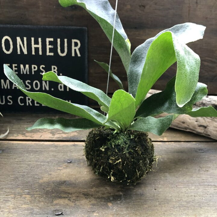 楽天市場】【コウモリラン苔玉 吊り下げ】☆ ビカクシダ 観葉植物 着生 