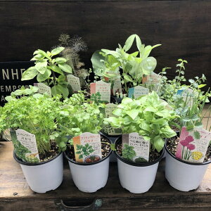 yȃn[u10Zbgz NbLOn[u Ɏg܂ Lb`n[u i͂܂ n[uK[f ƒ؉