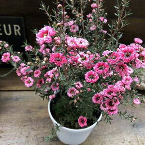 yMEoCz  d炫 sN ~ 񂹐A A K[fjO 