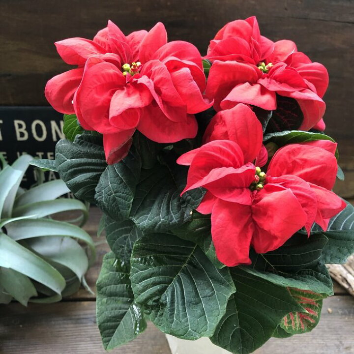 楽天市場 ウィンターローズ 八重咲き ポインセチア クリスマスに パリジェンヌ