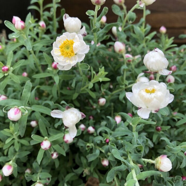楽天市場 ２個セット 花かんざし ドライフラワーにも ガーデニング パリジェンヌ