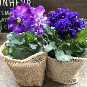 2Zbg GɂȂX~ Ĝ悤Ȃ pA~[A}[k