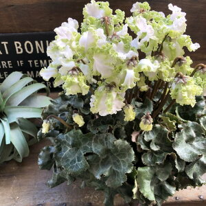 yACXvZXz VN t炫 󏭕i tW    A K[fjO 蕨 Mtg v[g 