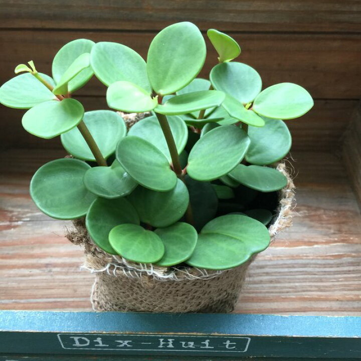 楽天市場】【ホープ】☆ ペペロミア 立体的な葉っぱ 観葉植物 