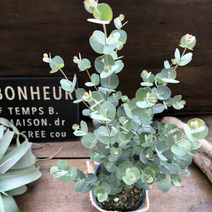 y[J Oj[z3.5 Vo[ t Ύ n[u A} ۂt 킢  Ă₷ SҌ  c A  A ԕ΍ K[fjO 