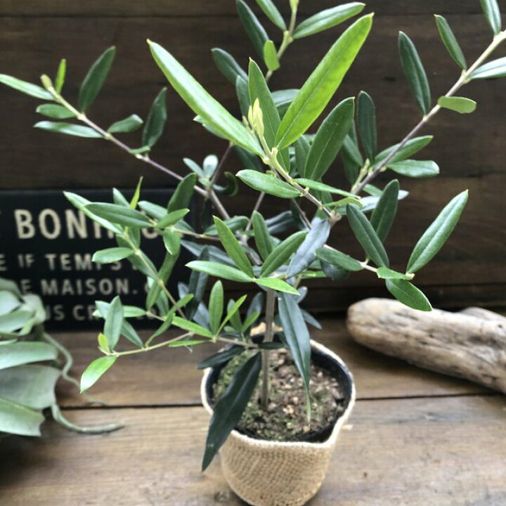 楽天市場 ひなかぜ オリーブ 成長スピードが早い パリジェンヌ