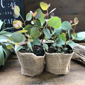 観葉植物 ポポラス ユーカリの人気商品 通販 価格比較 価格 Com
