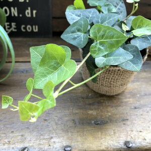 観葉植物 ハートの人気商品 通販 価格比較 価格 Com