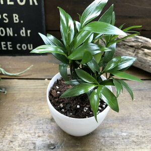 yiM z | N ǉ ϗtA ^CAbv Xs`A K J^    ւ ~jTCY e[uTCY  ϗtA 蕨 v[g Mtg  