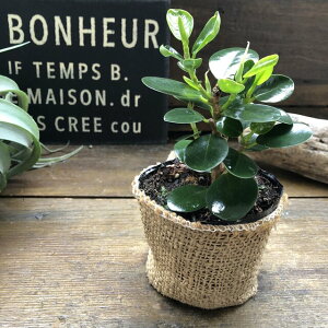 観葉植物 ガジュマル パンダガジュマル 観葉植物の人気商品 通販 価格比較 価格 Com