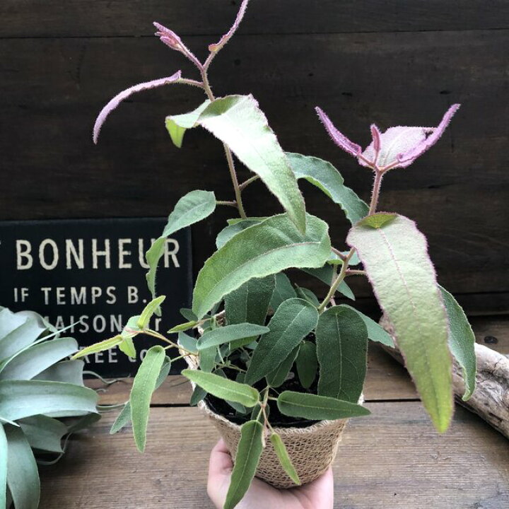 楽天市場 レモンユーカリ 即完売 アロマや虫除けに ガーデニング パリジェンヌ