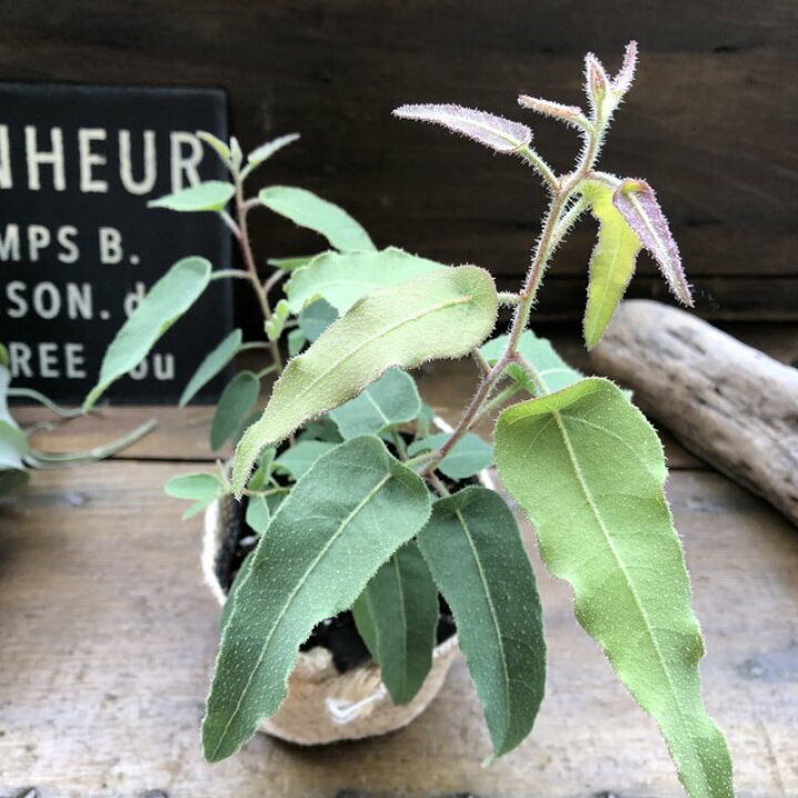 楽天市場 レモンユーカリ 即完売 アロマや虫除けに ガーデニング パリジェンヌ