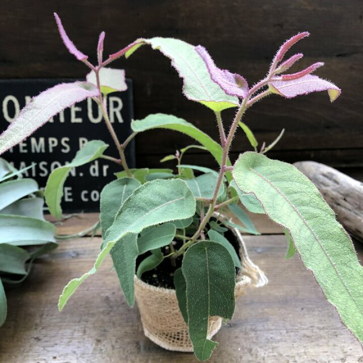 楽天市場 レモンユーカリ 即完売 アロマや虫除けに ガーデニング パリジェンヌ