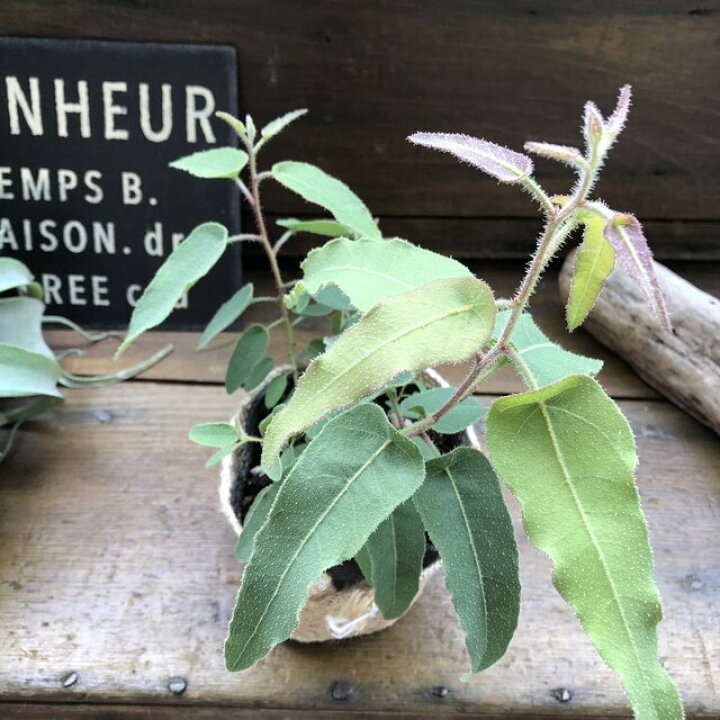 楽天市場 レモンユーカリ 即完売 アロマや虫除けに ガーデニング パリジェンヌ