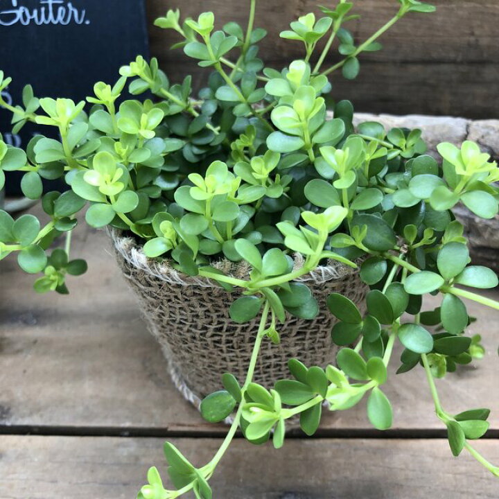 観葉植物 ペペロミア かわいい 斑入り 大注目 斑入り