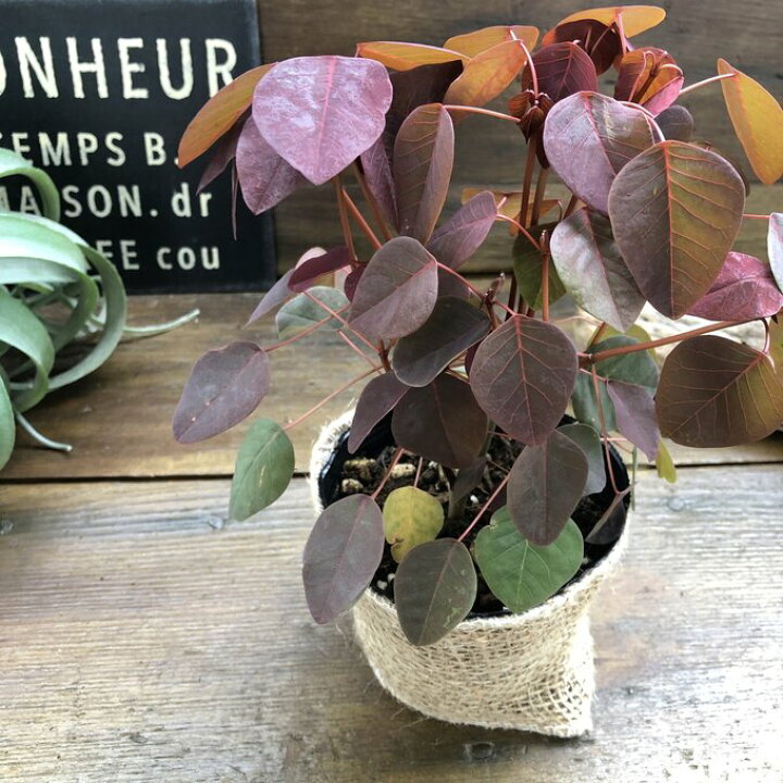 楽天市場 チョコリーフ 寄せ植えに 観葉植物 ガーデニング パリジェンヌ