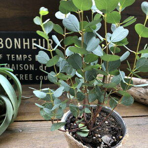 ハート ユーカリの人気商品 通販 価格比較 価格 Com