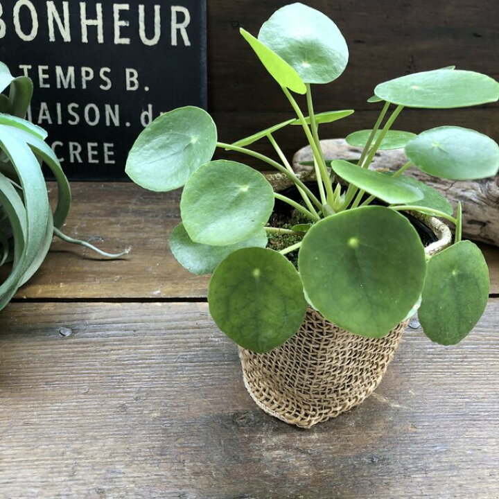 楽天市場 ペペロミオイデス ピレア 風水 調和 リラックス効果 小さい かわいい おしゃれ ミニ観葉 ミニサイズ テーブルサイズ 観葉植物 インテリア 室内向き プレゼント ギフト 送料無料 パリジェンヌ 楽天市場 ペペロミオイデス ピレア 風水 調和 リラックス効果 小さい かわいい おしゃれ ミニ観葉 ミニサイズ テーブルサイズ 観葉植物 インテリア 室内向き プレゼント ギフト 送料無料 パリジェンヌ