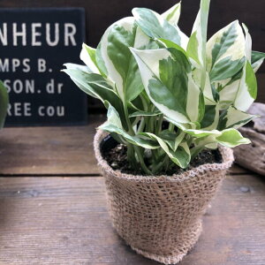 y|gX GWC 3z ϗtA ~jTCY fXN  Ă₷ 񂹐A nMO  킢 CeAO[ v SҌ i̕y JXj JƏj v[