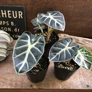 AJVA xCr[ ^ ϗtA t ϗtA