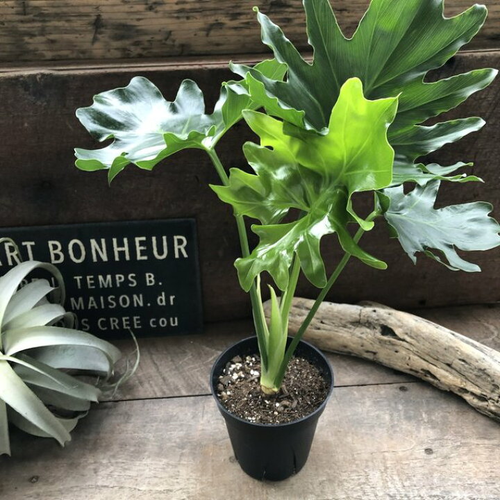 ☆セローム「観葉植物」B