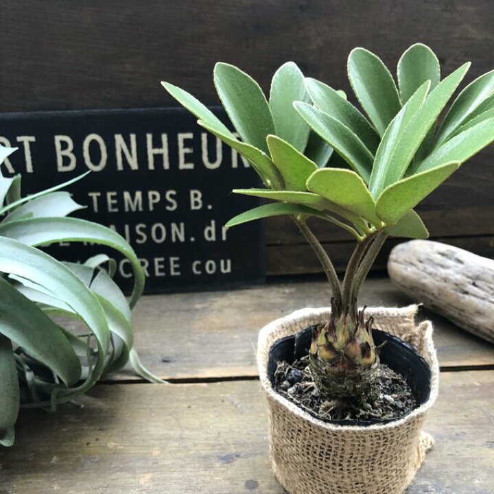 楽天市場】【ザミア】☆ 高価な塊根植物 観葉植物 インテリア メキシコ 