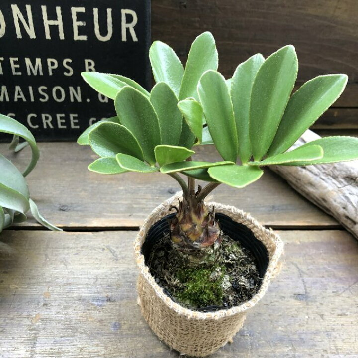 楽天市場】【ザミア】☆ 高価な塊根植物 観葉植物 インテリア メキシコ 