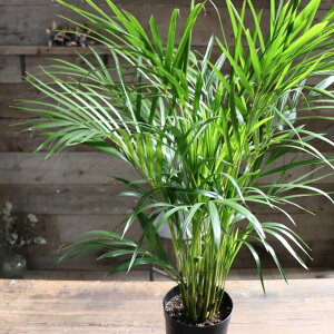 AJV@ϗtA@7@CeA@ړ]j@JXj@JƏj@J@j@Vzj